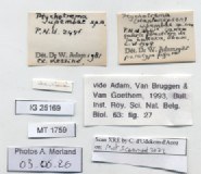BE-RBINS-INV-MT-1759-Ptychotrema-(Haplonepion)-upembae-pt-label.jpg