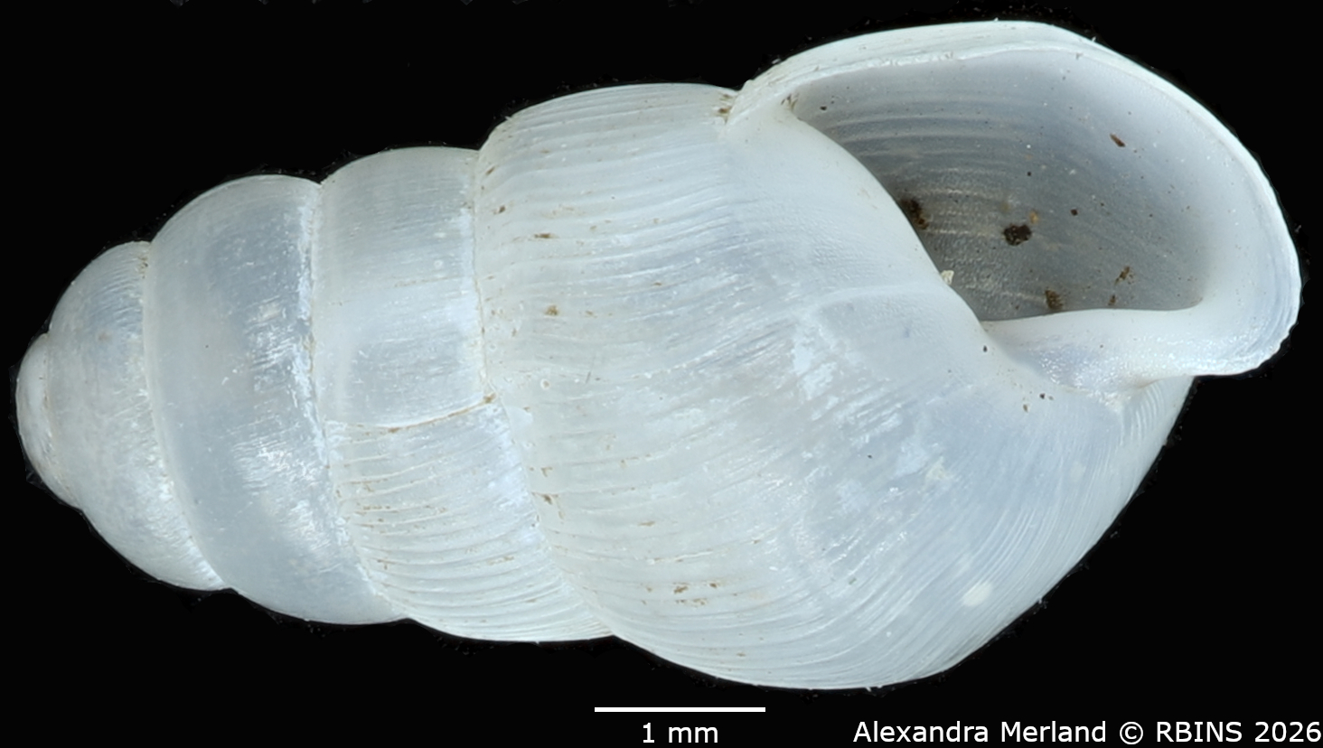 BE-RBINS-INV-MT-1759-Ptychotrema-(Haplonepion)-upembae-pt-V.jpg