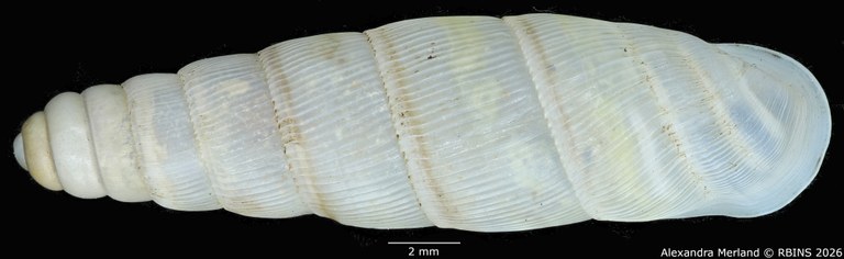 BE-RBINS-INV-MT-1756-Ptychotrema-(Haplonepion)-upembae-ht-D.jpg