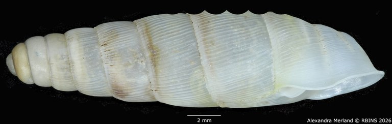 BE-RBINS-INV-MT-1756-Ptychotrema-(Haplonepion)-upembae-ht-L.jpg
