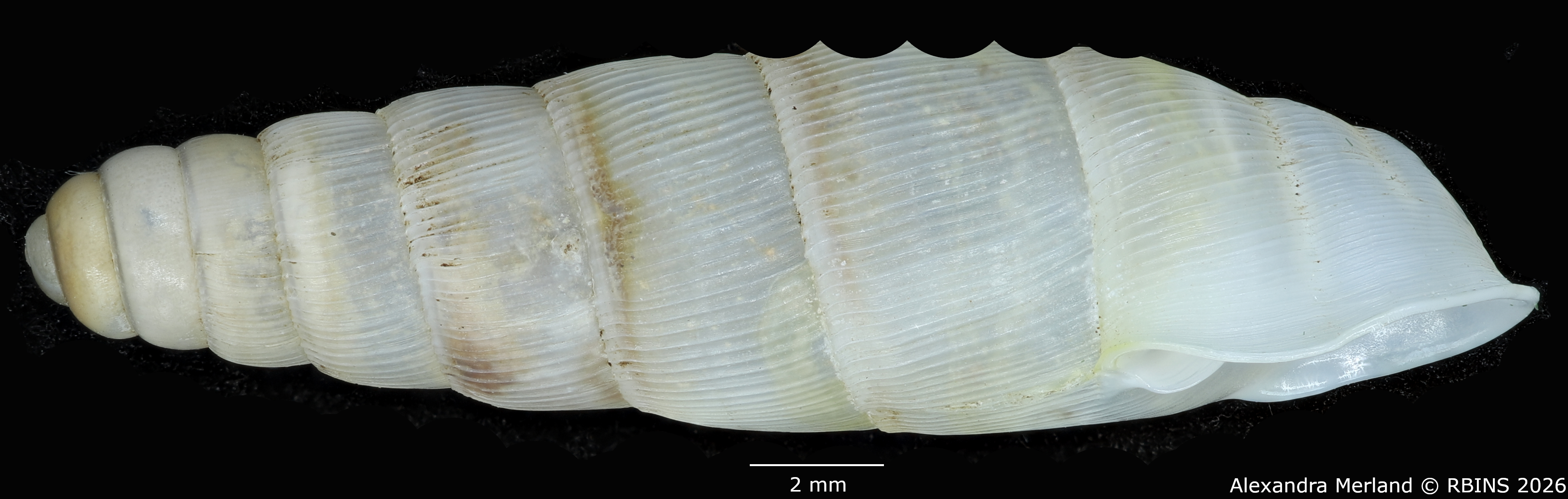 BE-RBINS-INV-MT-1756-Ptychotrema-(Haplonepion)-upembae-ht-L.jpg