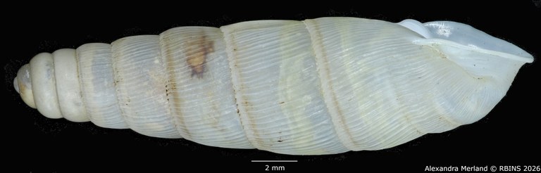 BE-RBINS-INV-MT-1756-Ptychotrema-(Haplonepion)-upembae-ht-L2.jpg