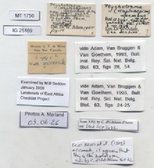 BE-RBINS-INV-MT-1756-Ptychotrema-(Haplonepion)-upembae-ht-label.jpg
