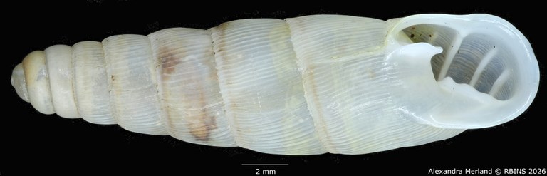 BE-RBINS-INV-MT-1756-Ptychotrema-(Haplonepion)-upembae-ht-V.jpg