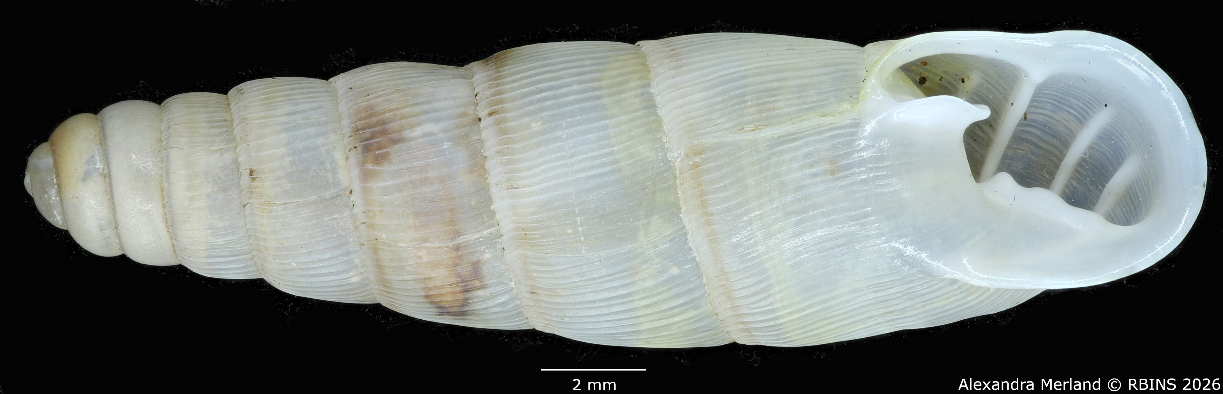 BE-RBINS-INV-MT-1756-Ptychotrema-(Haplonepion)-upembae-ht-V.jpg