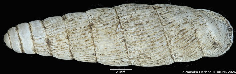BE-RBINS-INV-MT-1757-Ptychotrema-(Haplonepion)-upembae-pt-D.jpg