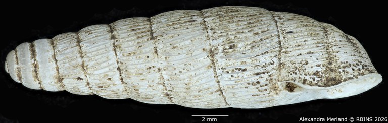BE-RBINS-INV-MT-1757-Ptychotrema-(Haplonepion)-upembae-pt-L.jpg