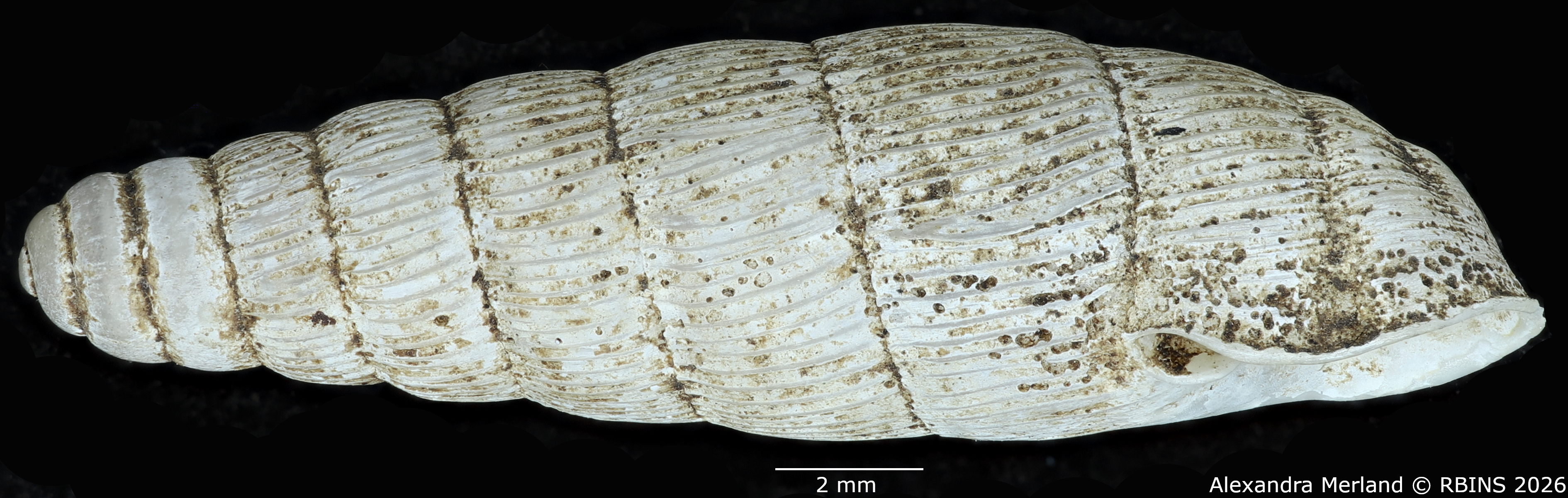 BE-RBINS-INV-MT-1757-Ptychotrema-(Haplonepion)-upembae-pt-L.jpg