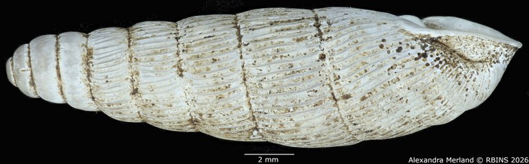 BE-RBINS-INV-MT-1757-Ptychotrema-(Haplonepion)-upembae-pt-L2.jpg