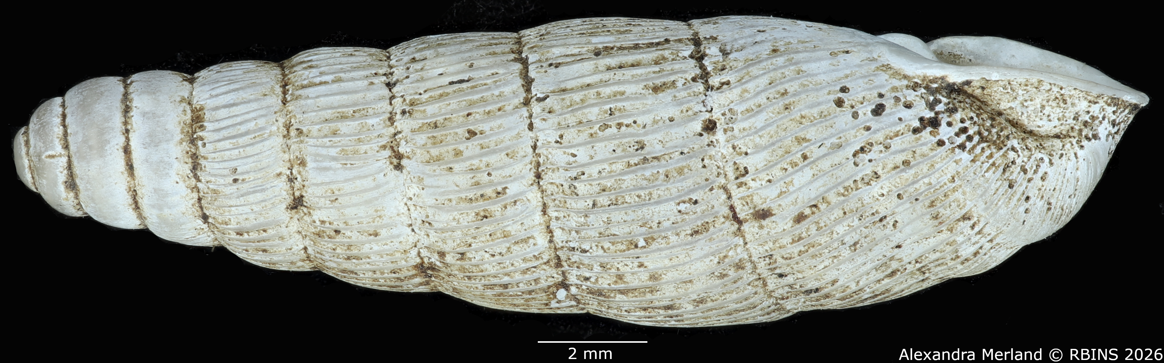 BE-RBINS-INV-MT-1757-Ptychotrema-(Haplonepion)-upembae-pt-L2.jpg