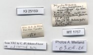 BE-RBINS-INV-MT-1757-Ptychotrema-(Haplonepion)-upembae-pt-label.jpg