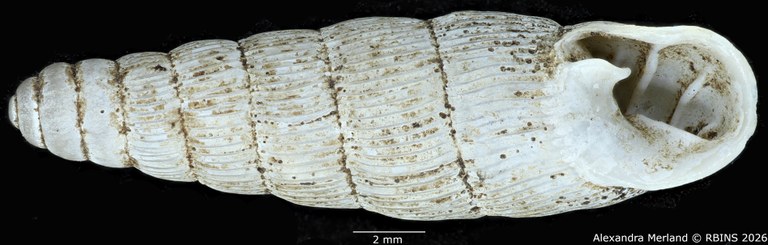 BE-RBINS-INV-MT-1757-Ptychotrema-(Haplonepion)-upembae-pt-V.jpg