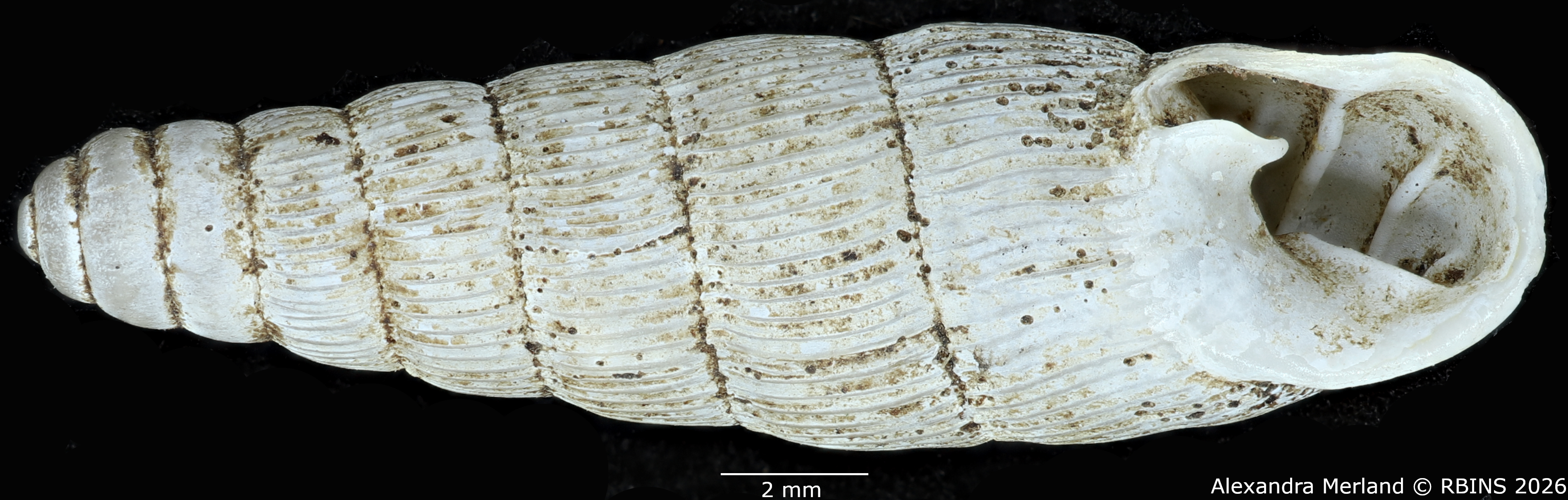 BE-RBINS-INV-MT-1757-Ptychotrema-(Haplonepion)-upembae-pt-V.jpg