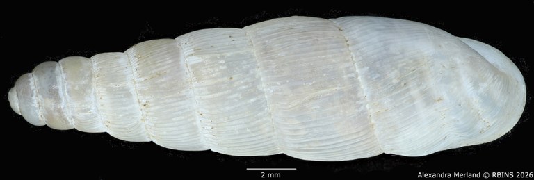 BE-RBINS-INV-MT-1758-Ptychotrema-(Haplonepion)-upembae-pt-D.jpg