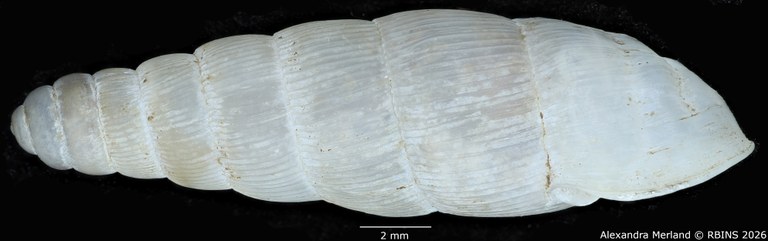 BE-RBINS-INV-MT-1758-Ptychotrema-(Haplonepion)-upembae-pt-L.jpg