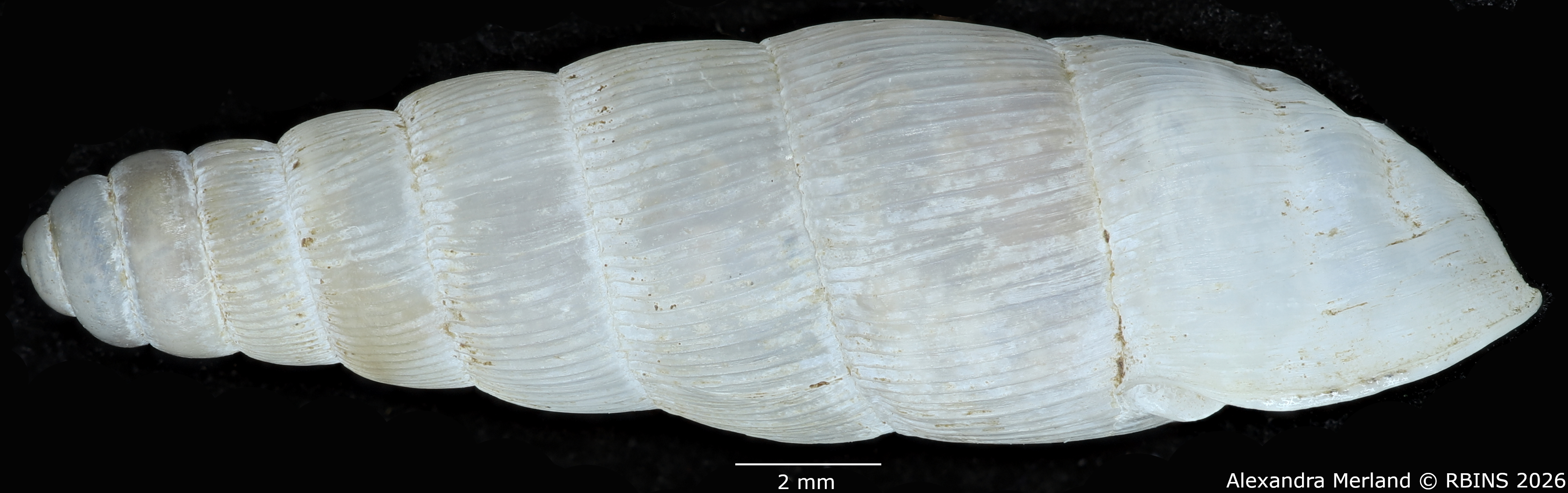 BE-RBINS-INV-MT-1758-Ptychotrema-(Haplonepion)-upembae-pt-L.jpg