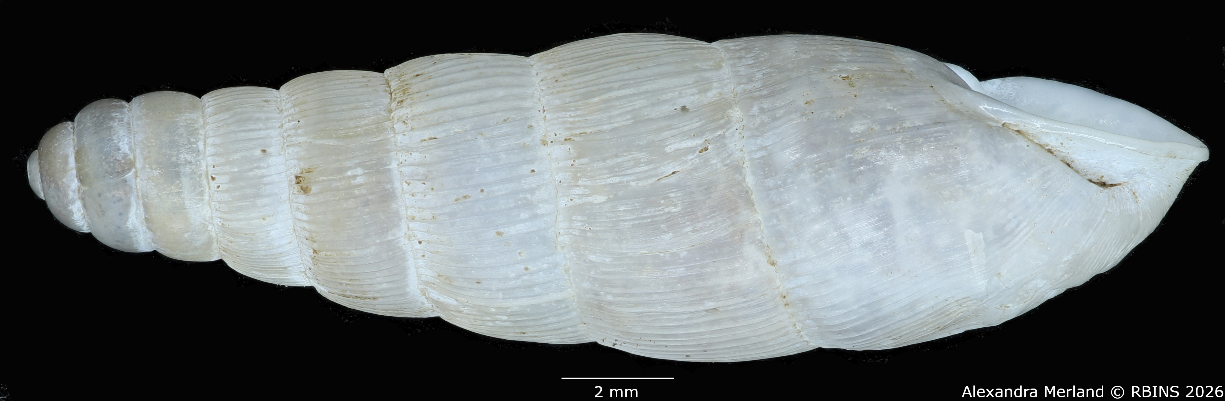 BE-RBINS-INV-MT-1758-Ptychotrema-(Haplonepion)-upembae-pt-L2.jpg