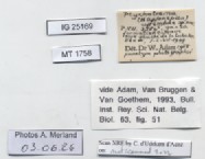 BE-RBINS-INV-MT-1758-Ptychotrema-(Haplonepion)-upembae-pt-label.jpg