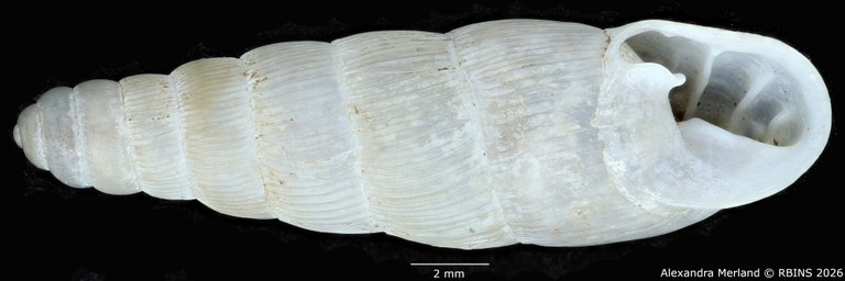 BE-RBINS-INV-MT-1758-Ptychotrema-(Haplonepion)-upembae-pt-V.jpg