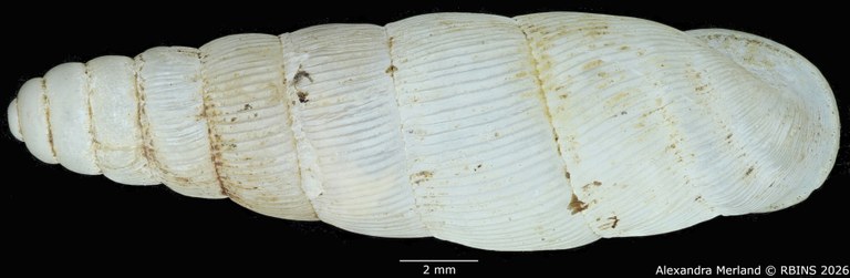 BE-RBINS-INV-MT-1760-Ptychotrema-(Haplonepion)-upembae-pt-D.jpg