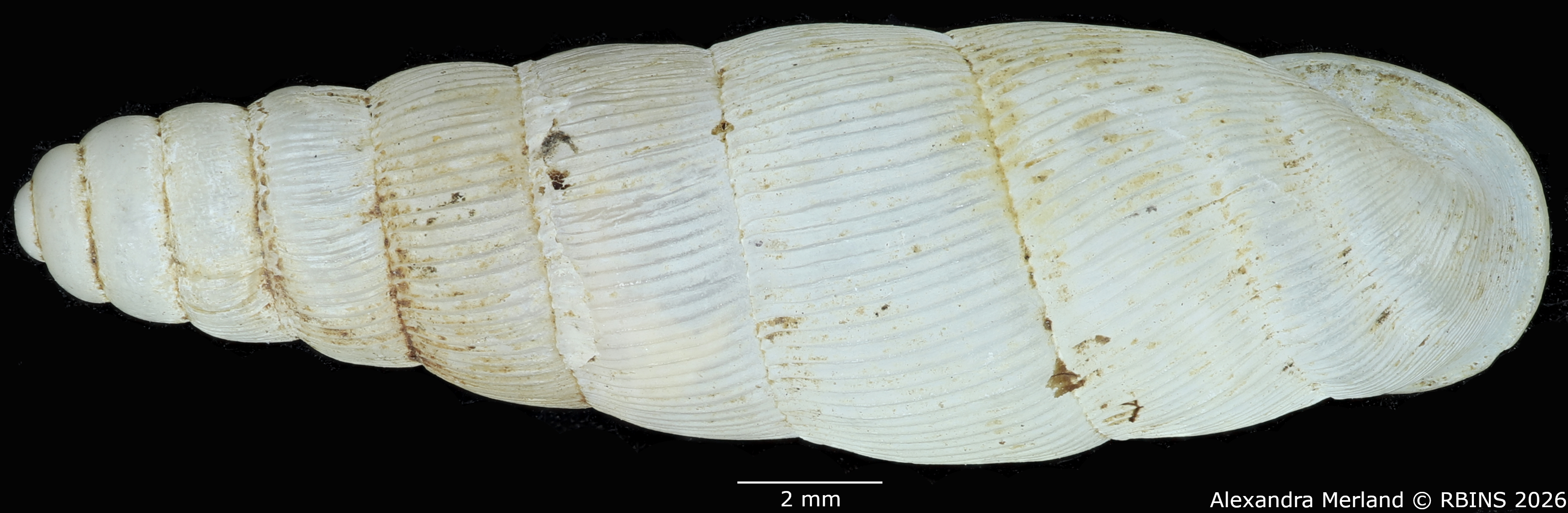 BE-RBINS-INV-MT-1760-Ptychotrema-(Haplonepion)-upembae-pt-D.jpg