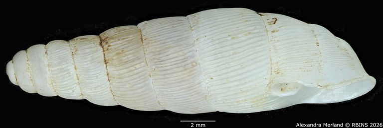 BE-RBINS-INV-MT-1760-Ptychotrema-(Haplonepion)-upembae-pt-L.jpg