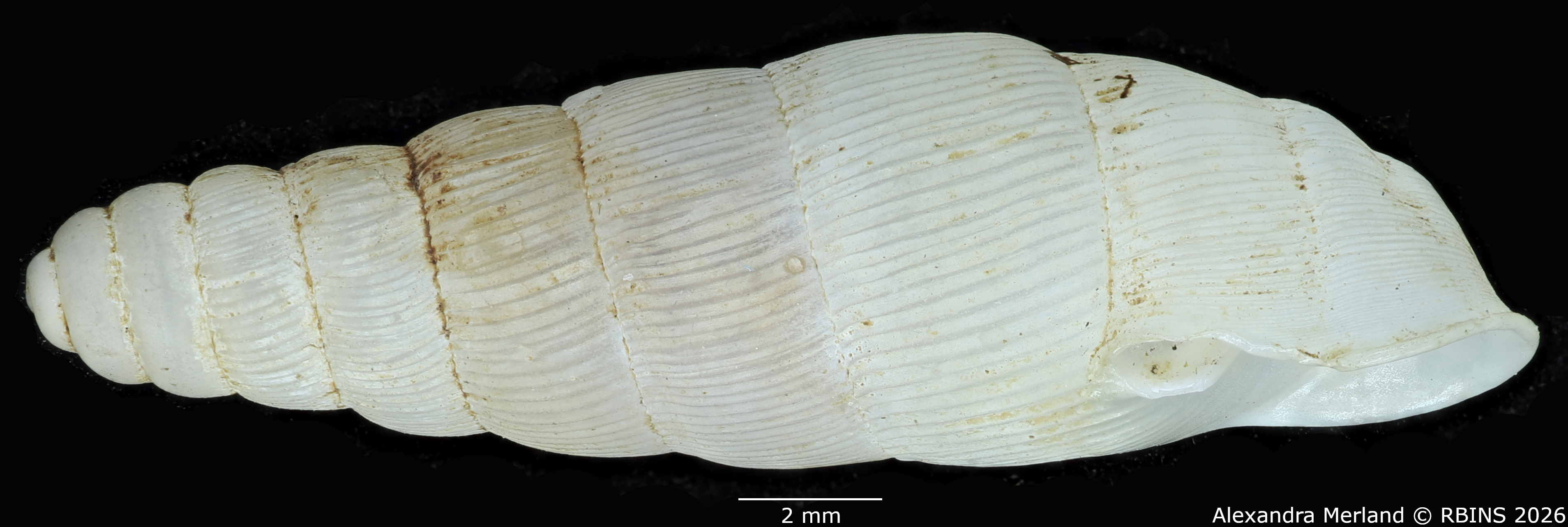 BE-RBINS-INV-MT-1760-Ptychotrema-(Haplonepion)-upembae-pt-L.jpg