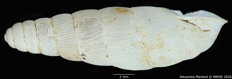 BE-RBINS-INV-MT-1760-Ptychotrema-(Haplonepion)-upembae-pt-L2.jpg