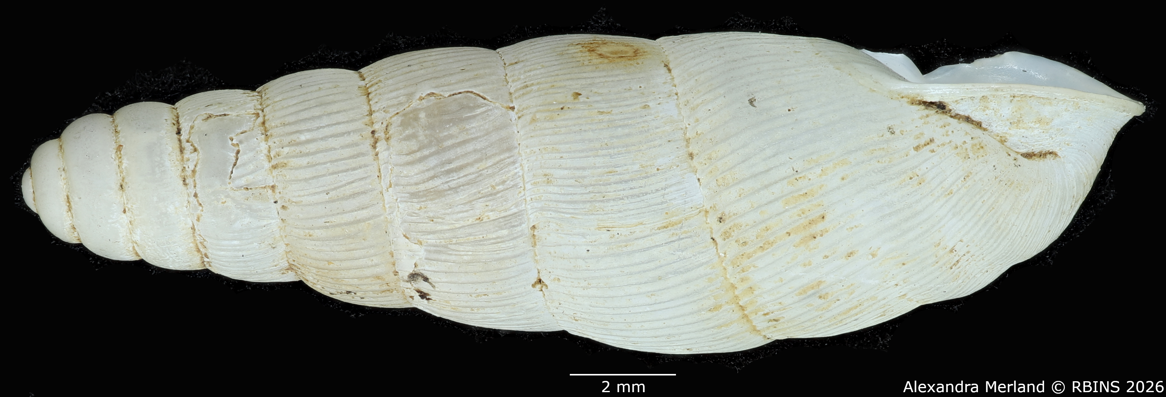 BE-RBINS-INV-MT-1760-Ptychotrema-(Haplonepion)-upembae-pt-L2.jpg