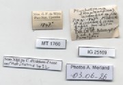 BE-RBINS-INV-MT-1760-Ptychotrema-(Haplonepion)-upembae-pt-label.jpg