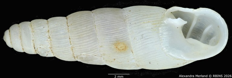 BE-RBINS-INV-MT-1760-Ptychotrema-(Haplonepion)-upembae-pt-V.jpg
