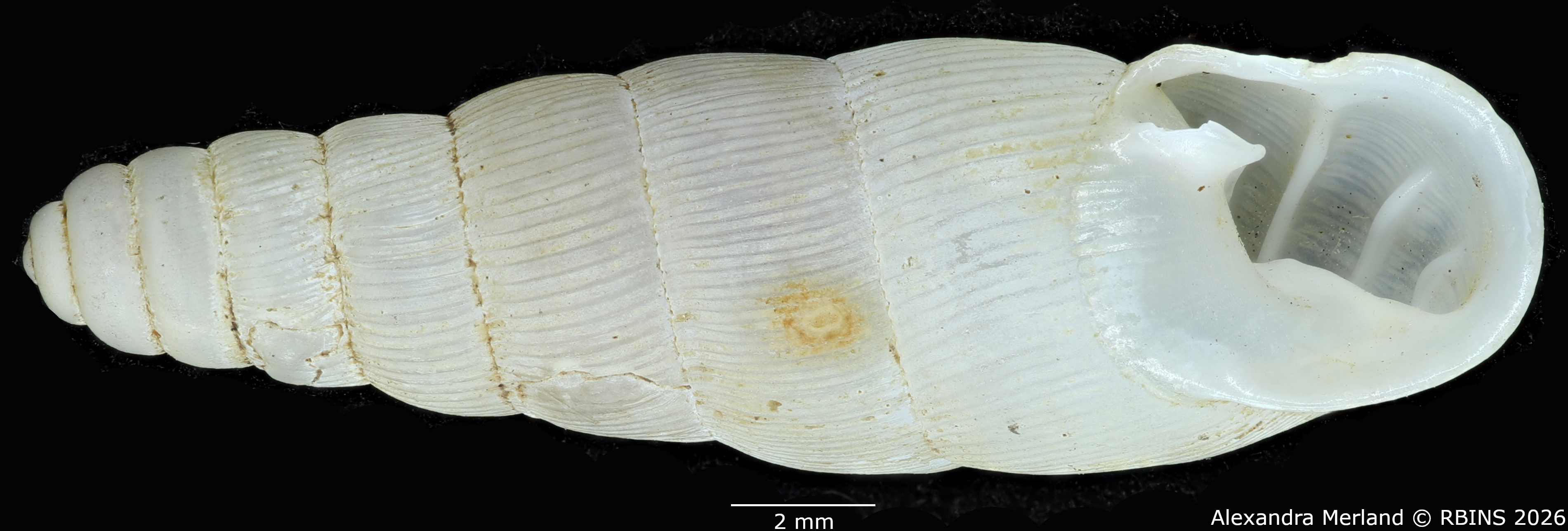 BE-RBINS-INV-MT-1760-Ptychotrema-(Haplonepion)-upembae-pt-V.jpg
