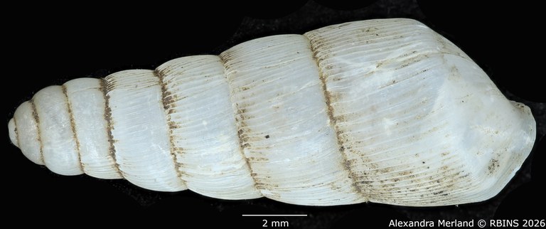BE-RBINS-INV-MT-1763-Ptychotrema-(Haplonepion)-upembae-pt-D.jpg