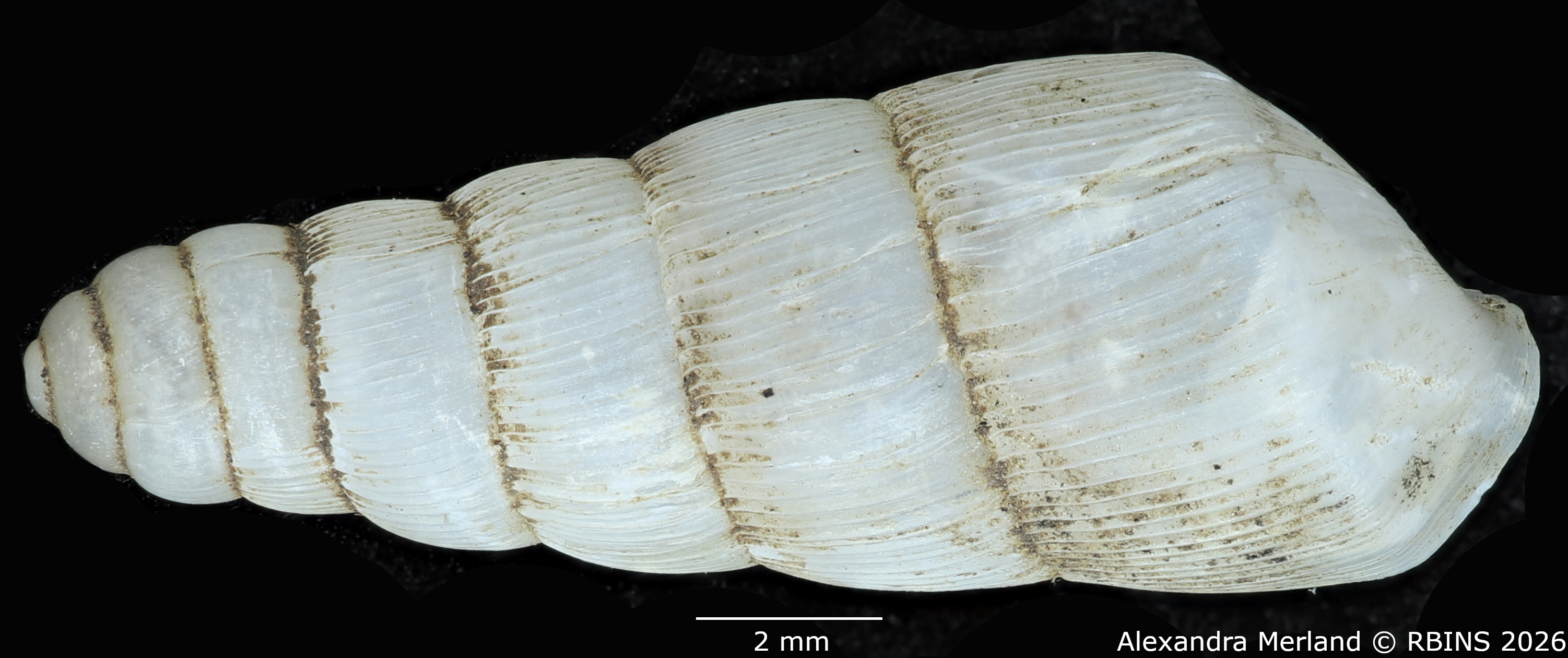 BE-RBINS-INV-MT-1763-Ptychotrema-(Haplonepion)-upembae-pt-D.jpg
