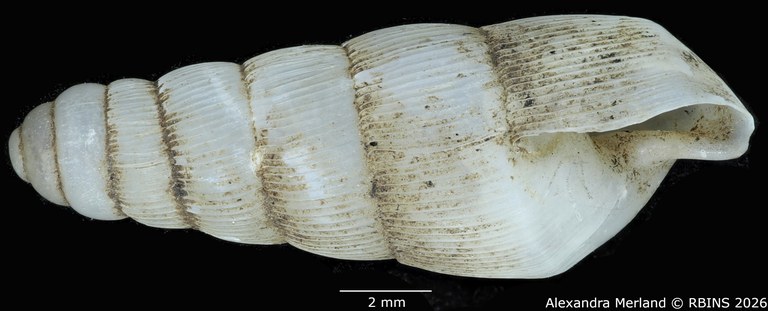 BE-RBINS-INV-MT-1763-Ptychotrema-(Haplonepion)-upembae-pt-L.jpg