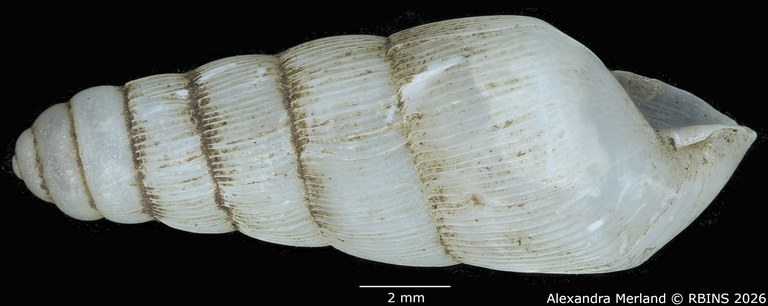 BE-RBINS-INV-MT-1763-Ptychotrema-(Haplonepion)-upembae-pt-L2.jpg