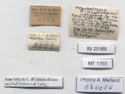 BE-RBINS-INV-MT-1763-Ptychotrema-(Haplonepion)-upembae-pt-label.jpg