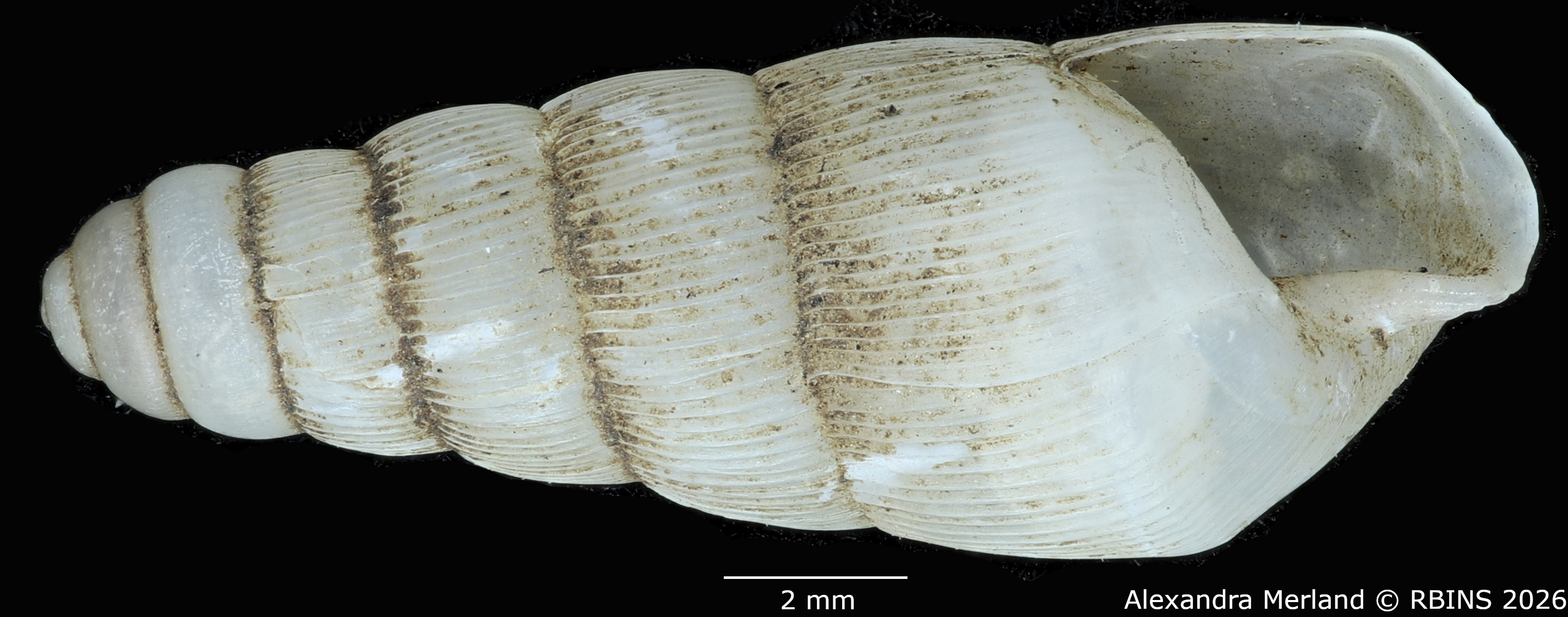 BE-RBINS-INV-MT-1763-Ptychotrema-(Haplonepion)-upembae-pt-V.jpg
