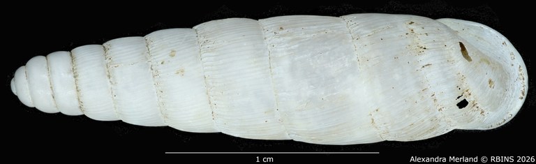BE-RBINS-INV-MT-1764-Ptychotrema-(Haplonepion)-upembae-pt-D.jpg