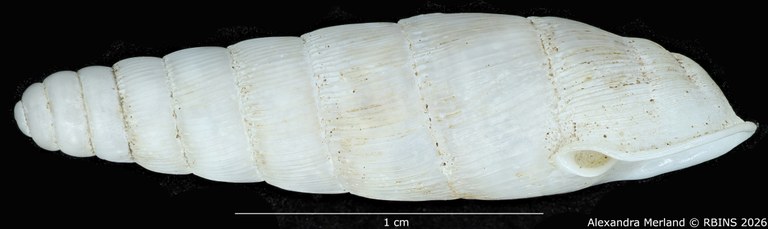 BE-RBINS-INV-MT-1764-Ptychotrema-(Haplonepion)-upembae-pt-L.jpg