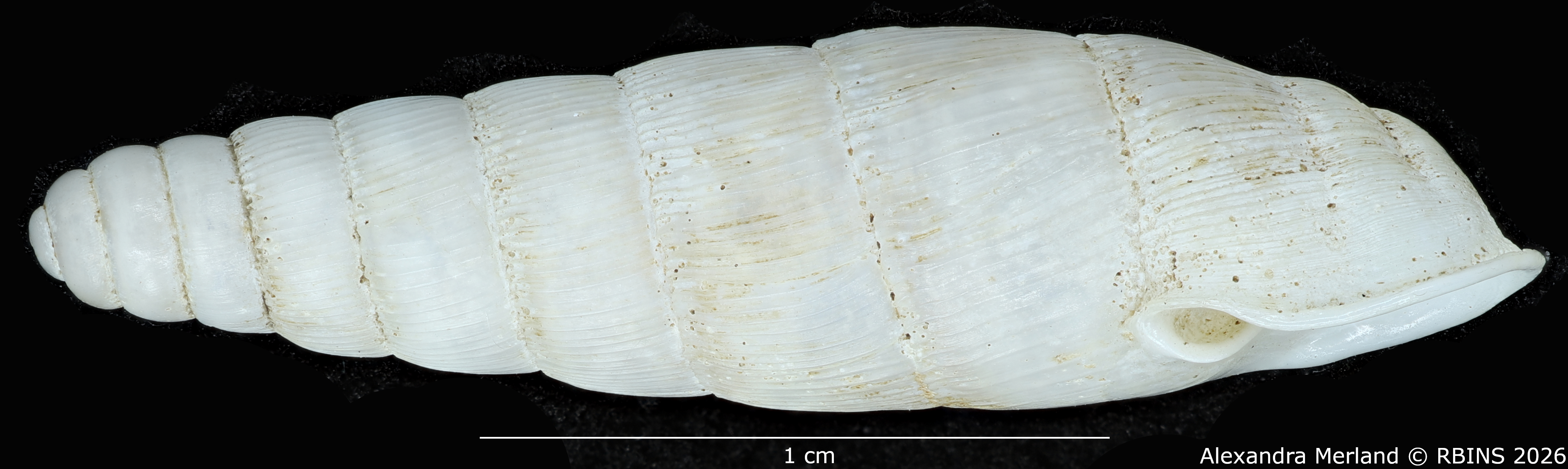 BE-RBINS-INV-MT-1764-Ptychotrema-(Haplonepion)-upembae-pt-L.jpg