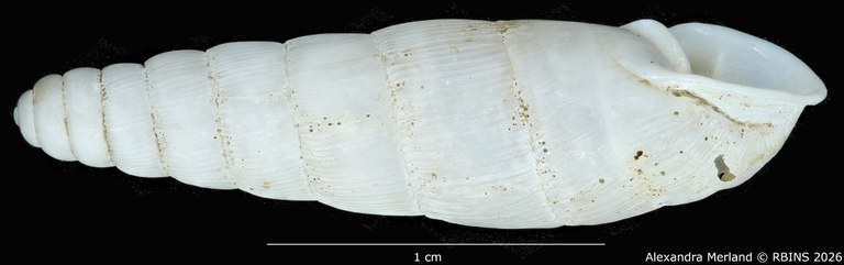BE-RBINS-INV-MT-1764-Ptychotrema-(Haplonepion)-upembae-pt-L2.jpg