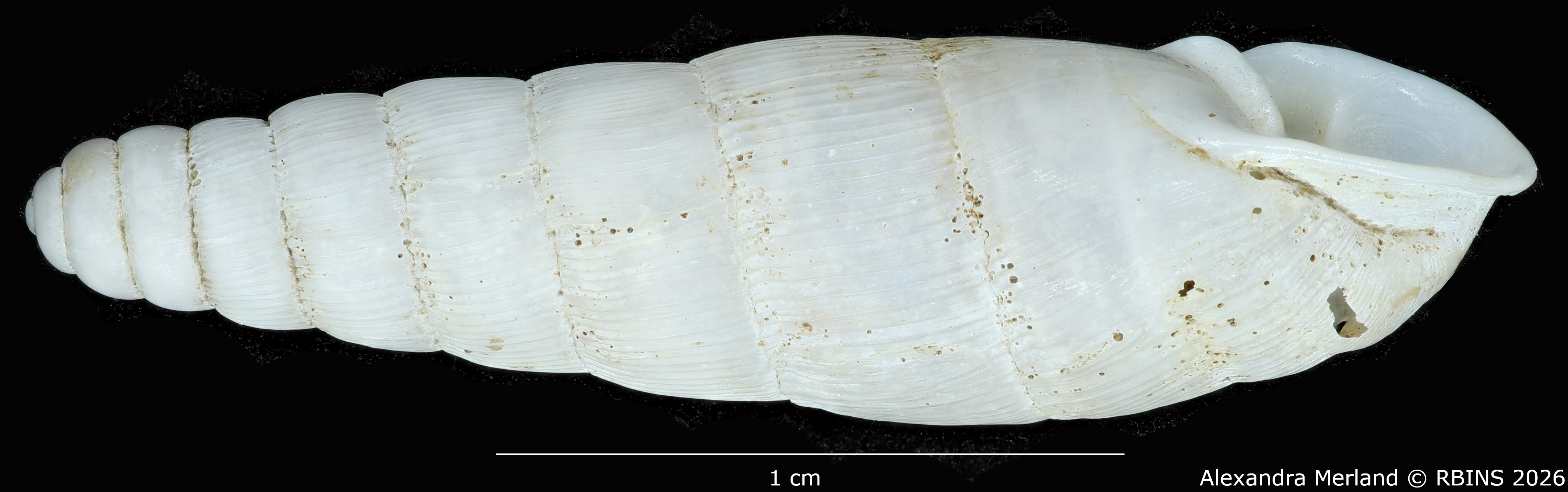 BE-RBINS-INV-MT-1764-Ptychotrema-(Haplonepion)-upembae-pt-L2.jpg