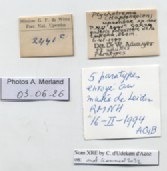 BE-RBINS-INV-MT-1764-Ptychotrema-(Haplonepion)-upembae-pt-label.jpg