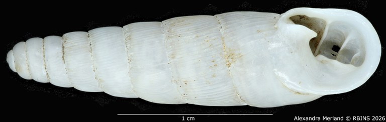 BE-RBINS-INV-MT-1764-Ptychotrema-(Haplonepion)-upembae-pt-V.jpg