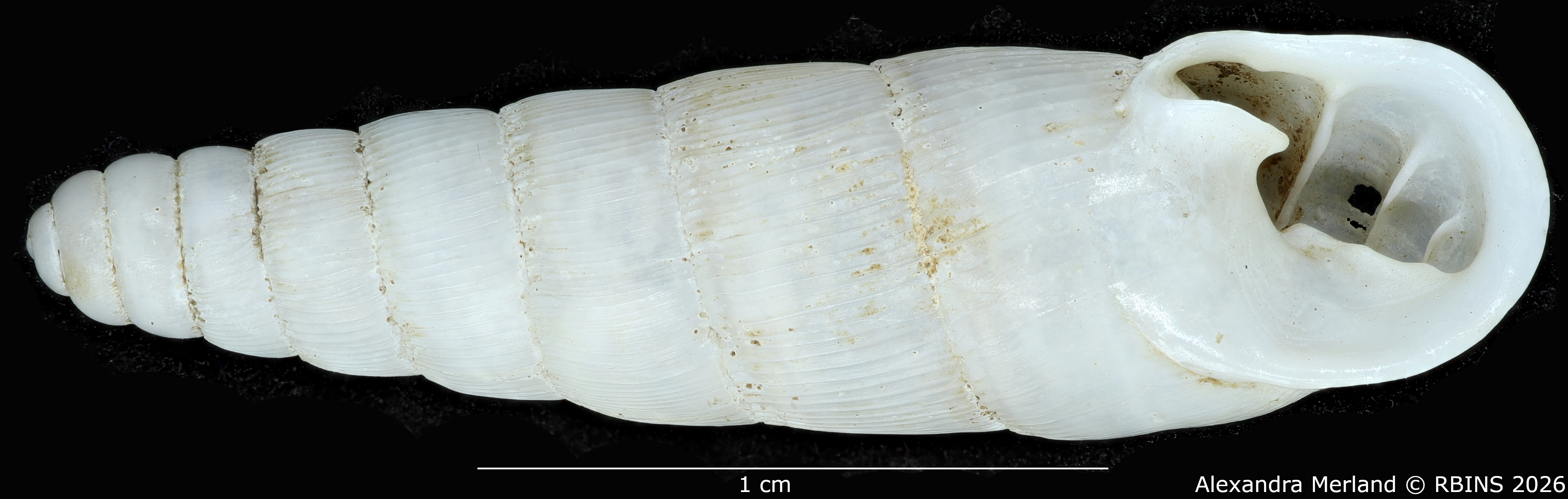 BE-RBINS-INV-MT-1764-Ptychotrema-(Haplonepion)-upembae-pt-V.jpg