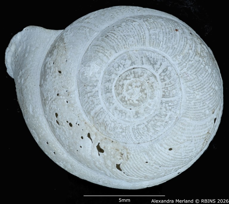 BE-RBINS-INV-MT-1831-Streptaxis-camerunensis-st-D.jpg