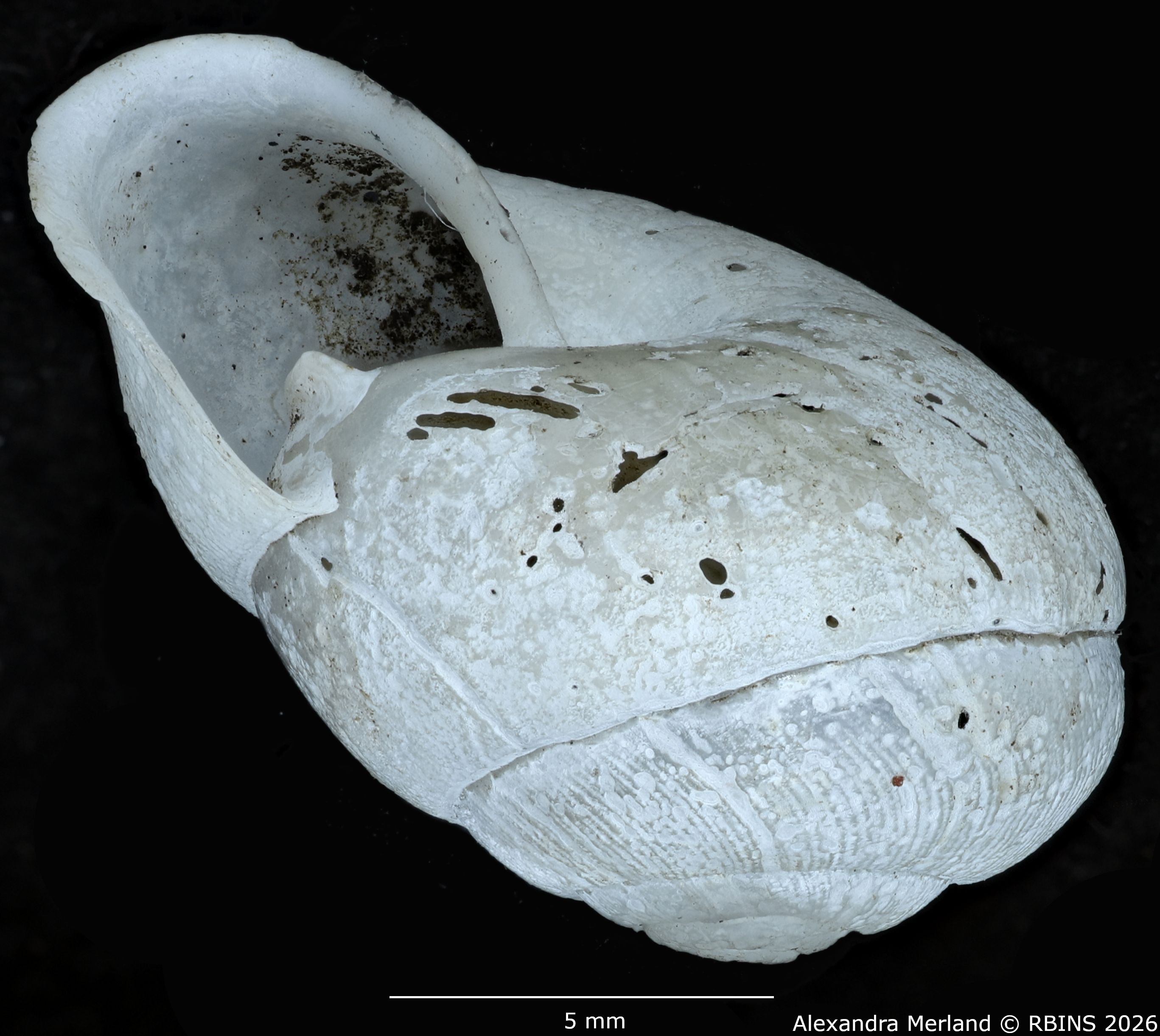 BE-RBINS-INV-MT-1831-Streptaxis-camerunensis-st-L.jpg