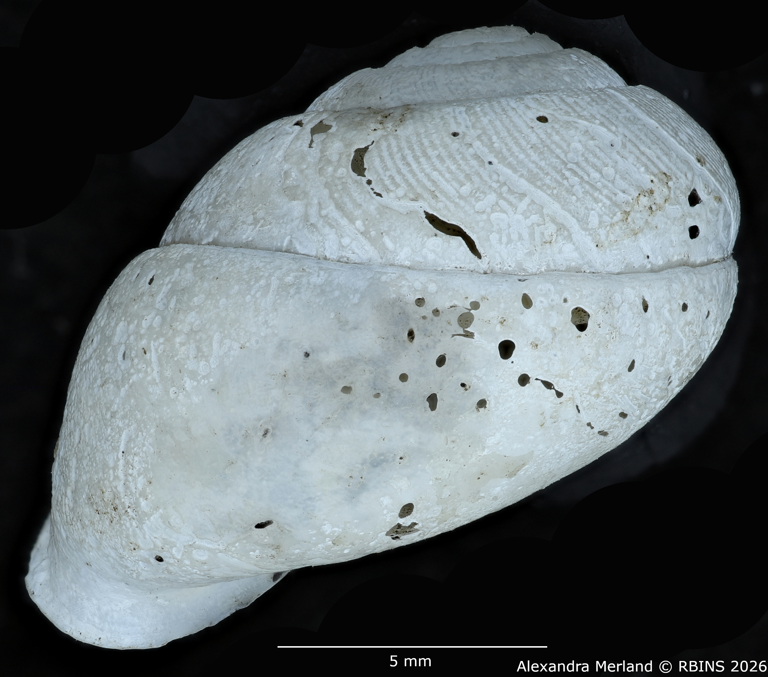 BE-RBINS-INV-MT-1831-Streptaxis-camerunensis-st-L2.jpg