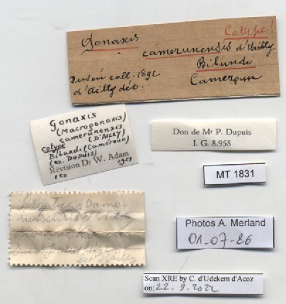 BE-RBINS-INV-MT-1831-Streptaxis-camerunensis-st-label.jpg